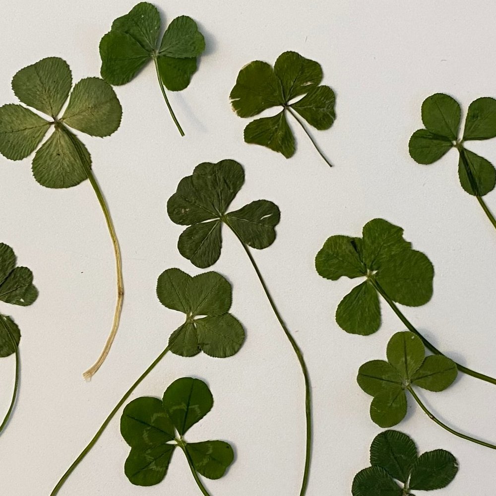 Real Four Leaf Clover